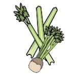 Celery
