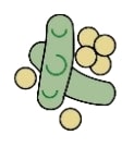 Soya